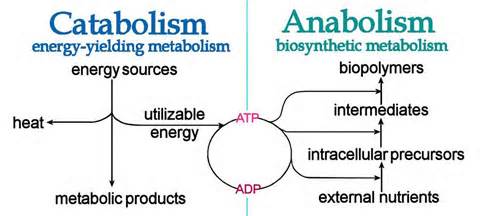 Metabolism 意思