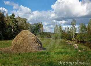 haycock の定義