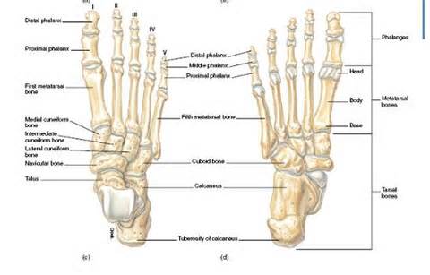 Definitions of tarsal  Synonyms Antonyms and Pronunciation