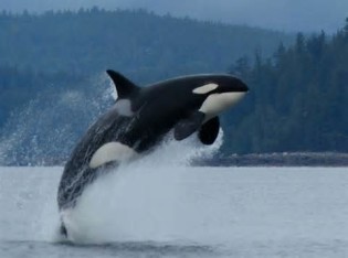 Orcas の定義 類義語 反義語 発音